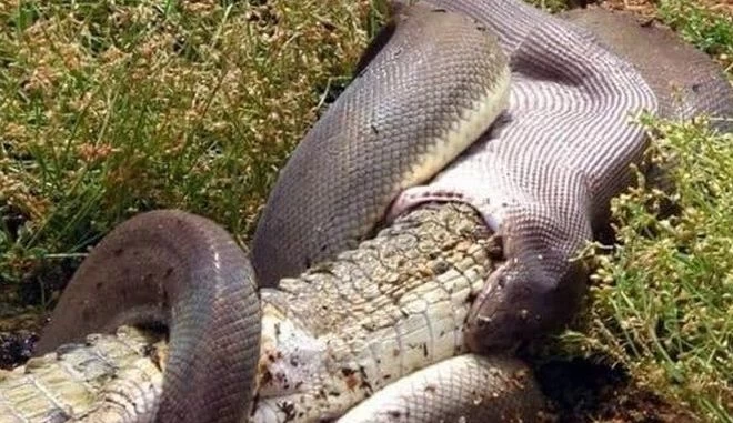 Πύθωνας καταβροχθίζει ολόκληρο κροκόδειλο (εικόνες)